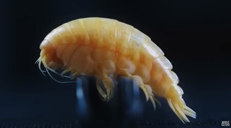 Vědci, kteří v těle doposud neznámého druhu různonožce objevili mikroplasty, pojmenovali tohoto korýše žijícího 6500 metrů pod hladinou Tichého oceánu Eurythenes plasticus.