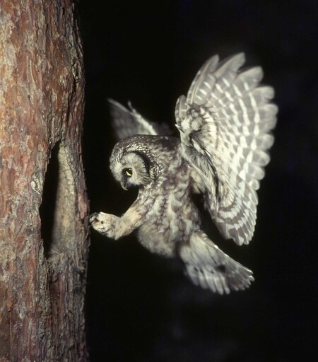 Sýc rousný se přes počáteční pochybnosti ukázal být poměrně běžným obyvatelem našich lesů.