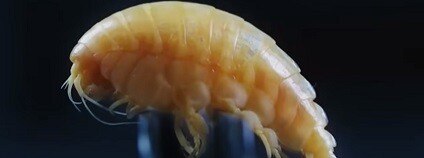 foto: WELT Nachrichtensender / youtube.com