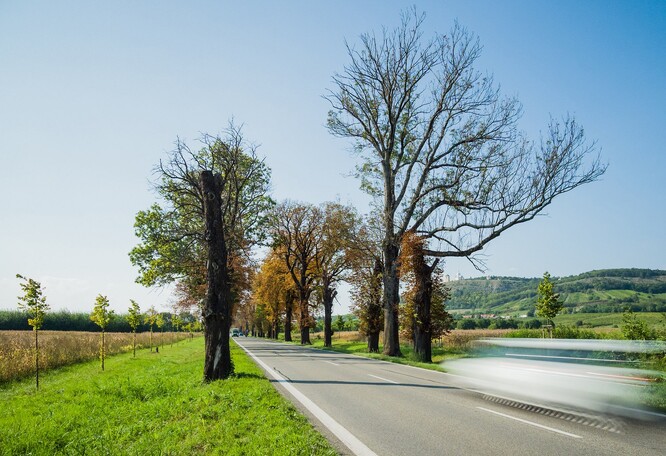 Mikulovská alej – příklad dobré praxe.