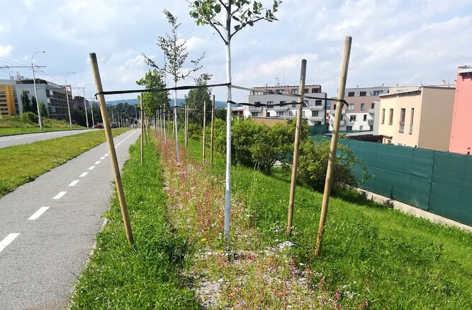 Výsadba ve Vrchlického s podsevem letniček a trvalek první léto po realizaci