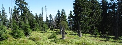 Ostravští vědci rozklíčovali historické příčiny povrchové proměny Kněhyně Foto: Karel Šilhánek Ostravská univerzita