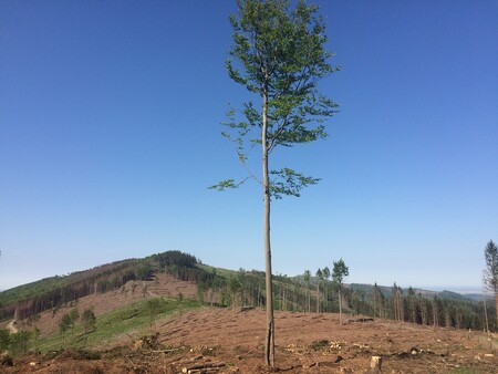 Rozpad smrkového lesa, který neodolal suchu a kůrovcům.