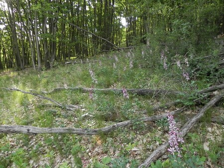 Porost třemdavy bílé v jednom z čerstvě prosvětlených lesů v kaňonu.