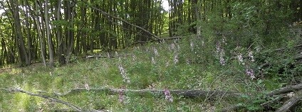 Foto:  Robert Stejskal