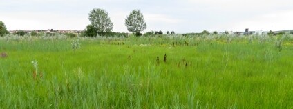 Foto:  Milan Chytrý / Ústav botaniky a zoologie, Přírodovědecká fakulta, Masarykova univerzita