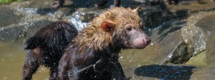 foto:  Petr Hamerník / Zoo Praha