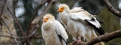 Foto: Petr Hamerník / Zoo Praha