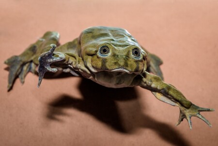 Vodnice posvátné se postupně objeví asi v tuctu evropských institucí.