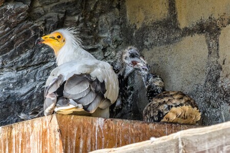 Pohled na mláďata s jedním z dospělých supů ještě v pražském hnízdě. Mládě, které se vylíhlo 1. června v Zoo Zlín, bylo krátce na to převezeno do Prahy a podsazeno pod pěstounský pár, který zároveň odchoval i vlastní mládě vylíhnuté 9. června.