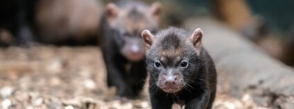 foto:  Petr Hamerník / Zoo Praha