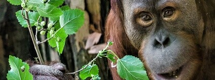 Foto: Petr Hamerník / Zoo Praha