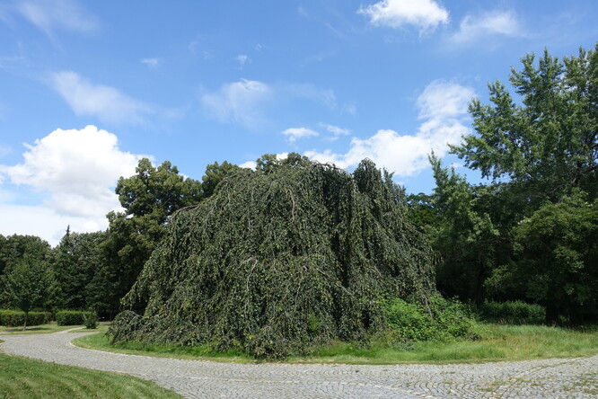 Jeden ze dvou převislých buků na ďáblickém hřbitově