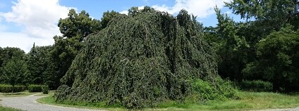 Foto: Aleš Rudl / www.prazskestromy.cz