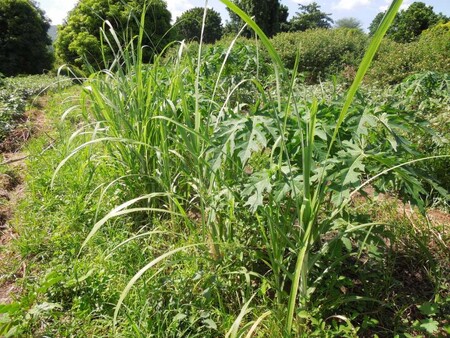 Pokud se zemědělci rozhodnou vydat cestou agroekologie, budou muset obohacovat stávající systém postupně a s trpělivostí. Čím dříve však s přechodem začnou, tím dříve začnou sklízet na svém poli plody agroekologie v podobě trvalého a udržitelného příjmu potravy