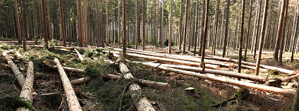 Foto: Společnost přátel Jeseníků