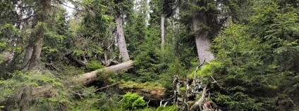 Foto: Miroslav Havira / AOPK ČR