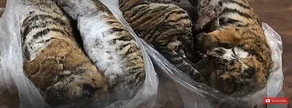 foto: CC Channel / youtube.com