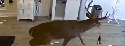 foto: ABC News ‏ / twitter.com