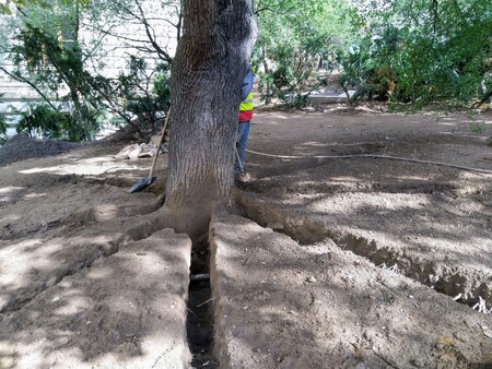 Centrum města není pro stromy moc přátelské prostředí.