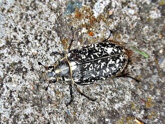 Samičky mlynaříka mají tykadlové vějířky mnohem menší. Snímek rovněž dokládá, jak tyto brouky, pohybující se či nehybně sedící na skvrnitě zašlém povrchu písčité půdy, velmi dobře kryje jejich rozčleňující zbarvení. Proto si jich leckdy vůbec nepovšimneme.