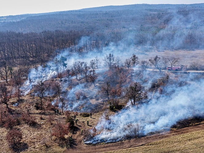 Vypalování zarostlé plochy připomínající světlý dubový les.