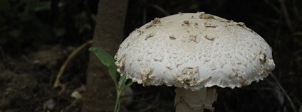 Muchomůrka Vittadiniho Foto: Radomír Němec NP Podyj