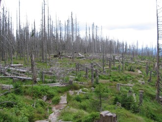 Horská smrčina na Plešném jezeře v roce 2009