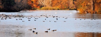 Národní přírodní rezervace Lednické rybníky Foto: Herbert Frank Wikimeda Commons