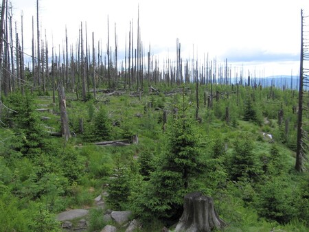 Horská smrčina, kde proces přirozené obnovy probíhá, se nachází v nadmořské výšce nad 1200 metrů. V takových podmínkách se dominantně vyskytuje smrk ztepilý doplněný jeřábem ptačím. Horská smrčina na Plešném jezeře v roce 2015