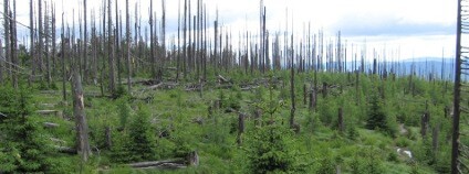 Horská smrčina na Plešném jezeře v roce 2015 Foto: Správa NP Šumava