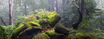 Foto: Peter Mayer / Nadace Ivana Dejmala pro ochranu přírody