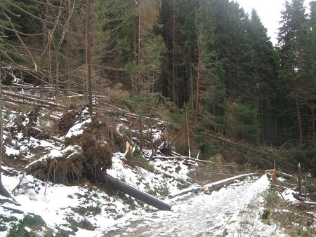 Správa Krkonošského národního parku po zimě pokračuje v odstraňování škod po orkánu Herwart, který Krkonoše zasáhl loni v říjnu. Na území KRNAP vichřice poničila asi 27.000 metrů krychlových dřeva. / Na obrázku následky vichřice v Obřím dole v Krkonoších