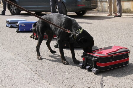 Celní správa předané vzorky nosorožčí rohoviny využije pro výcvik svých služebních psů.