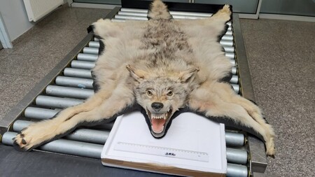 Při kontrole zavazadel našli celníci vyčiněnou kůži i s hlavou vlka obecného. Ke zboží, které cestující vezl jako dárek, neměl žádné doklady.