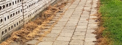 Foto: Jana Jílková