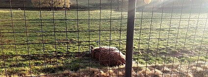 Foto: Tomáš Havrlant