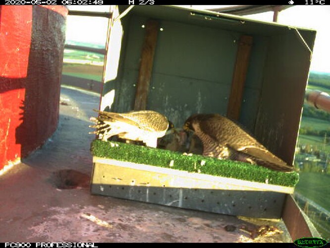 Sokoli hnízdící na komíně elektrárny Dukovany.