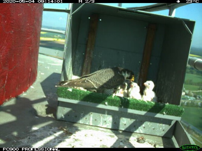 Čtyři mláďata stará jen pár dnů odhalila kontrola v jedné z nich minulý týden, instalovaná fotopast potvrdila dobrý stav sokolů.