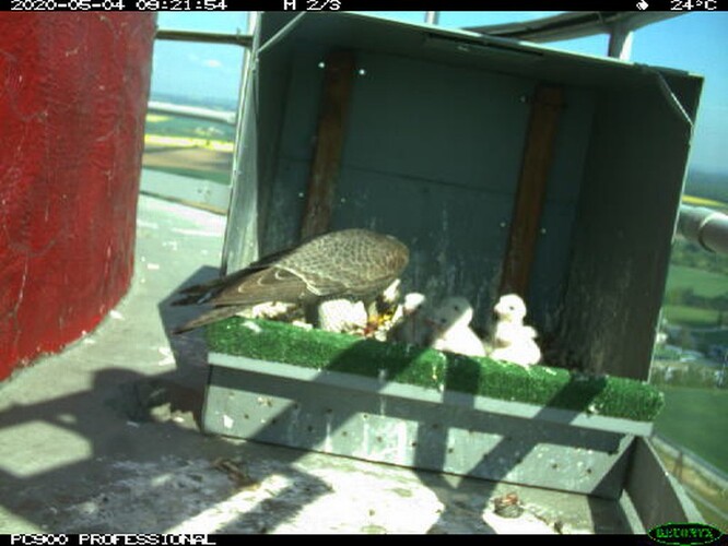 Sokoli hnízdící na komíně elektrárny Dukovany.