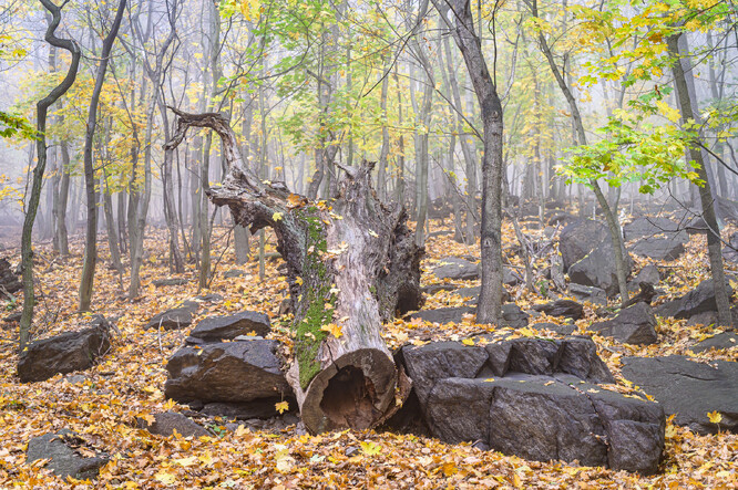Kácení bučin v Horním Jiřetíně.