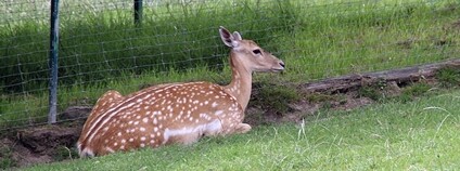 Samice daňka mezopotámského Foto: Geoprofi Lars Wikimedia Commons