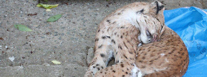 Foto: Celní správa ČR