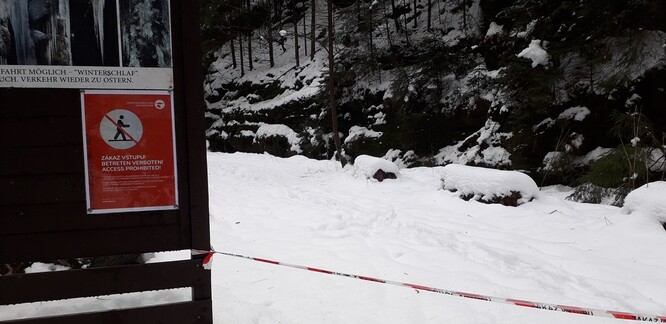 Samotné odstraňování odumřelých jedinců je velmi náročné, pracovníci ke stromům budou muset slaňovat.