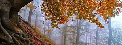 Bučiny v Krušných horách Foto: Petr Zewlakk Vrabec Greenpeace
