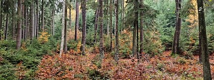 Foto: Petr Macháček / Vojenské lesy a statky / LIFE Adapt Brdy