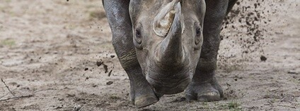 Foto: Lukáš Pavlačík Safari Park Dvůr Králové