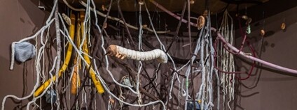 o nejcennější skrývají rostliny pod zemí, prozrazuje výstava v Akademii věd Foto: AV ČR