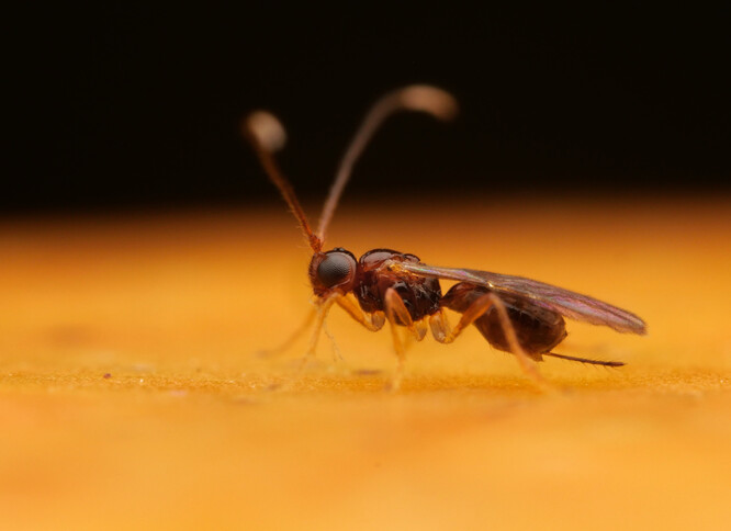 Parazitická vosička r. Asobara, která napadá larvy octomilek.
