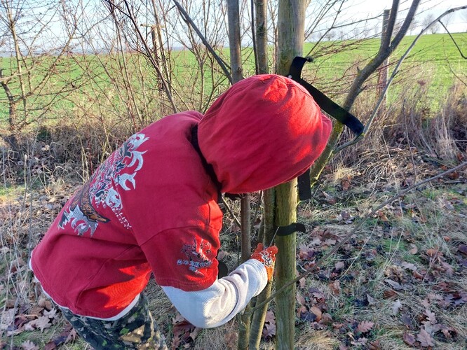 Je důležité při záchraně strom ještě víc nezranit! Úvaz proto odřezáváme na kůlu.